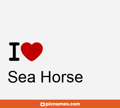 Sea Horse